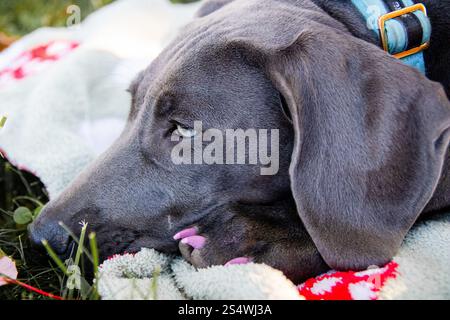 Blue Weimaraner AKC cucciolo registrato in cortile Foto Stock