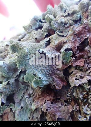 Lichen salato (Parmelia saxatilis) Foto Stock