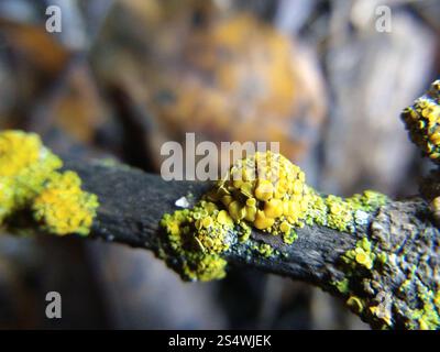 Sunburst Lichen con cuscinetto a spillo (Polycauliona polycarpa) Foto Stock