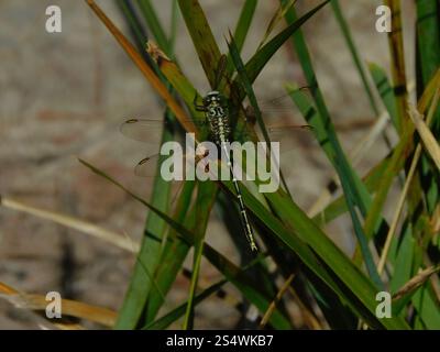 Cacciatore a strisce gialle (Austrogomphus guerini) Foto Stock