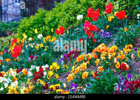 Fioritura Viola varicolored tricolore di fiori e tulipani rossi sulla molla aiuola. Foto Stock