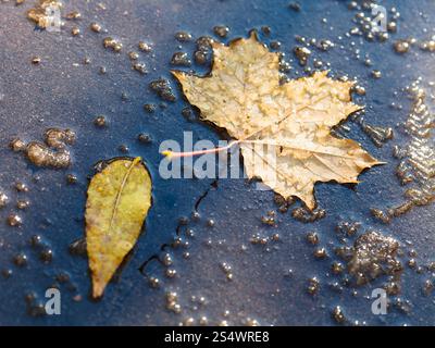 Giallo foglie caduto in una pozza da fusione prima neve in autunno Foto Stock