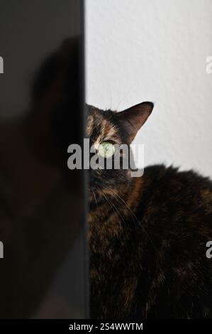 Un gatto domestico dai capelli corti e colorato Foto Stock