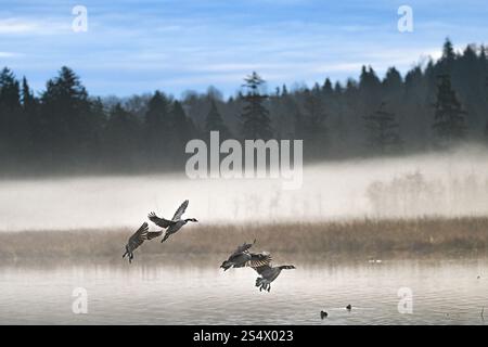 Oche del Canada che sbarcano sul lago. Foto Stock