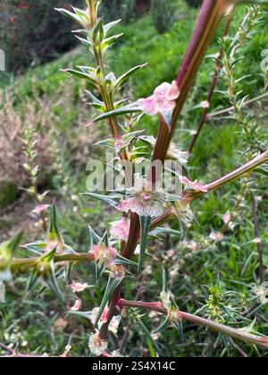 Cardo Russo meridionale (Salsola australis) Foto Stock