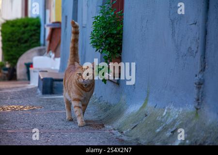 Il gatto dello zenzero di strada cammina sull'asfalto in città Foto Stock