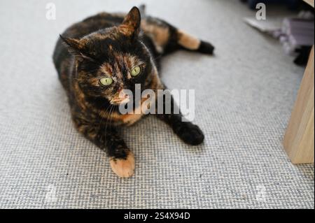 Un gatto domestico dai capelli corti e colorato Foto Stock