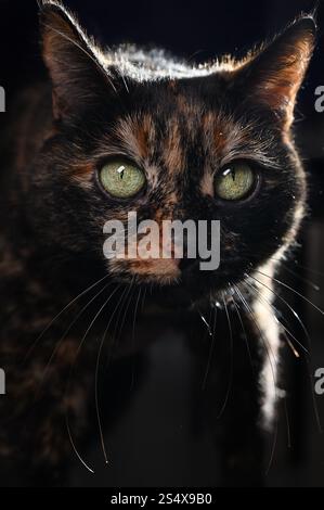 Un gatto domestico dai capelli corti e colorato Foto Stock