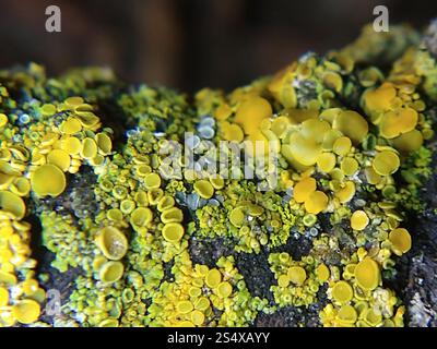 Sunburst Lichen con cuscinetto a spillo (Polycauliona polycarpa) Foto Stock
