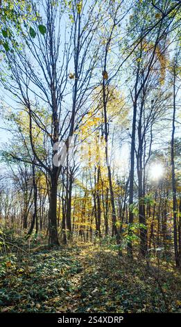 Vista della foresta autunnale con il sole che splende tra gli alberi. Foto Stock