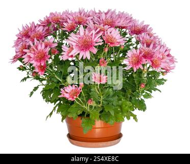 Fiori di colore rosa del Crisantemo pianta in vaso di fiori isolati su bianco. Foto Stock