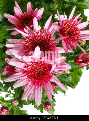 Fiori di colore rosa (primo piano) di crisantemo pianta con gocce di acqua sui petali. Sfondo bianco. Foto Stock