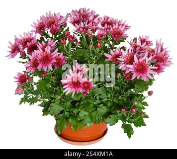 Fiori rosa della pianta del crisantemo in vaso di fiori isolati su bianco Foto Stock