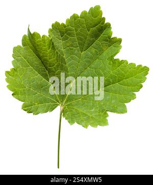 Foglie fresche di vitigno impianto (Vitis vinifera) isolato su sfondo bianco Foto Stock
