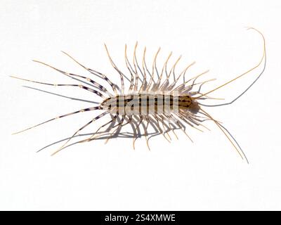 La scutigera (casa) centipede su sfondo bianco Foto Stock