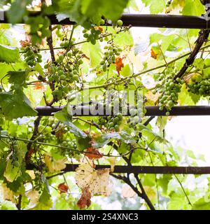 Uva verde sul cortile della casa di campagna in estate piovosa giornata Foto Stock