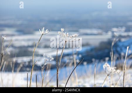 Fiori di alghe ghiacciate nel Sussex rurale in un giorno d'inverno Foto Stock