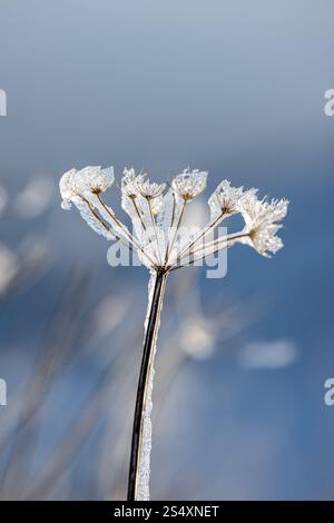 Un primo piano di alghe ghiacciate in una fredda mattinata d'inverno Foto Stock