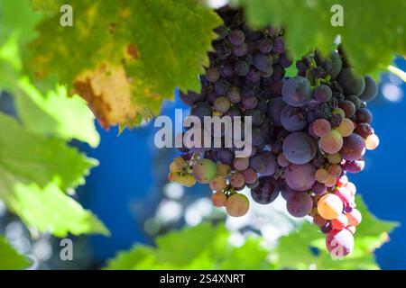 Cluster di rosso scuro uve sul cortile nella soleggiata giornata estiva Foto Stock