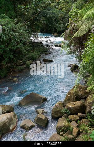 Provincia di Alajuela, Costa Rica - 19 novembre 2024 - il fiume Celeste nel Parco Nazionale del Vulcano Tenorio Foto Stock