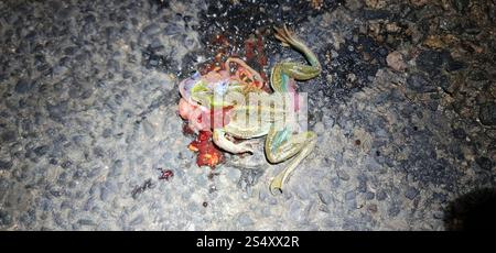 Rana campana meridionale (Ranoidea raniformis) Foto Stock