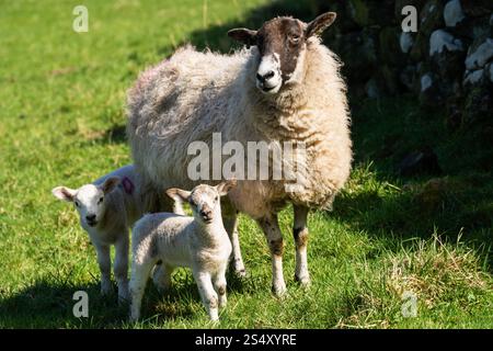 A ewe and her adorable twin lambs graze peacefully in a sunlit meadow in Nidderdale, North Yorkshire, UK. Foto Stock
