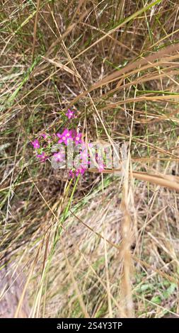 Centauria sottile (Centaurium tenuiflorum) Foto Stock