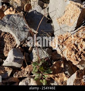 Little Desert Trumpet (Eriogonum trichope) Foto Stock