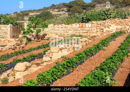 Coltivazione di fragole in terreno sassoso nel nord di Malta Foto Stock
