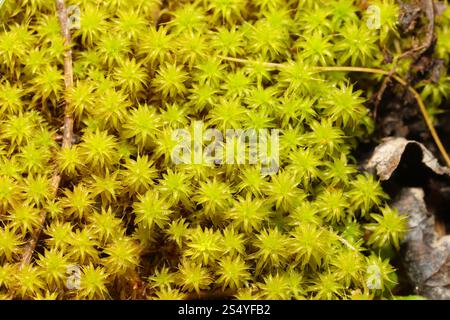 Muschio a vite di sabbia (Syntrichia ruraliformis) Foto Stock