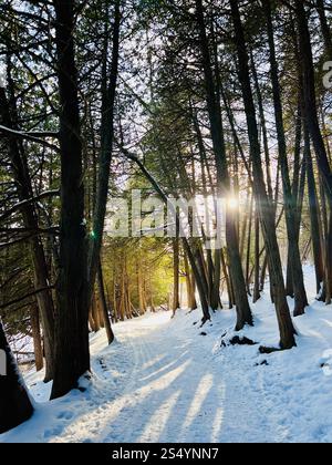 Splendida foresta coperta di neve con alti pini e il sole che splende tra gli alberi lasciando lunghe ombre sul terreno. Niente persone. Copia spazio. Foto Stock