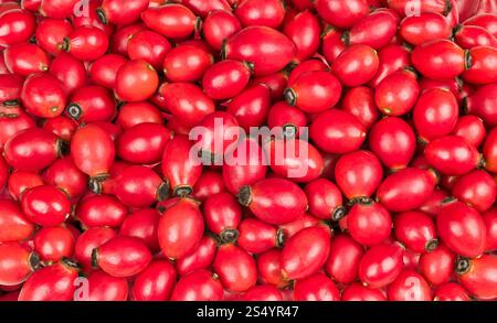 Bella consistenza rossa di bacche di rosehip mature. Primo piano di rose dolci fianchi di briar selvatico in vivido sfondo da frutta fresca cruda con vitamine sane. Foto Stock