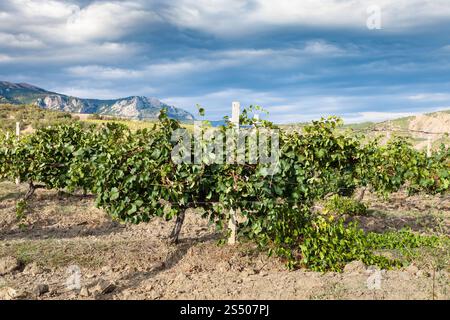 Viaggio in Crimea - Vista del vigneto della Cantina Fattoria Alushta di Massandra impianto in valle di montagna di Crimea sulla costa meridionale nel mese di settembre Foto Stock