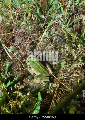 Rana campana meridionale (Ranoidea raniformis) Foto Stock