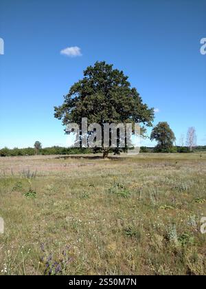 Quercia sul campo. Quercia nel campo in estate. Foto Stock