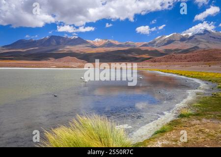 Fenicotteri rosa nell'altiplano laguna, sud Lipez Reserva Eduardo Avaroa, Bolivia. Fenicotteri rosa nell'altiplano laguna, sud Lipez Reserva, Bolivia Foto Stock