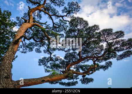 Pino nero giapponese, pinus thunbergii, su un cielo blu, Nikko, Giappone. Pino nero giapponese su un cielo blu, Nikko, Giappone Foto Stock