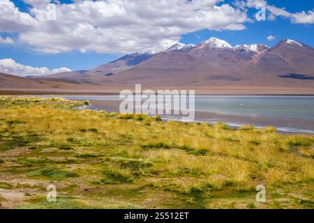 Fenicotteri rosa nell'altiplano laguna, sud Lipez Reserva Eduardo Avaroa, Bolivia. Fenicotteri rosa nell'altiplano laguna, sud Lipez Reserva, Bolivia Foto Stock