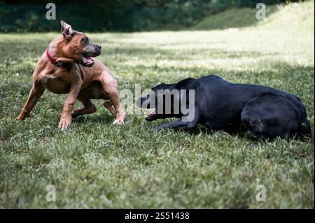 Due cani si divertono in un campo erboso, uno accovacciato e l'altro in una posa dinamica, catturando la loro spiritosa interazione. Foto Stock