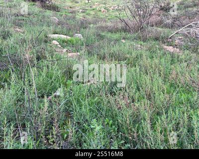 Cardo Russo meridionale (Salsola australis) Foto Stock