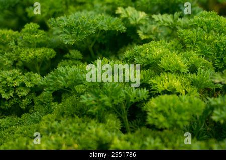 Petroselinum crispum - Freschi prezzemolo riccio sul terreno di close-up in giardino. Foto Stock