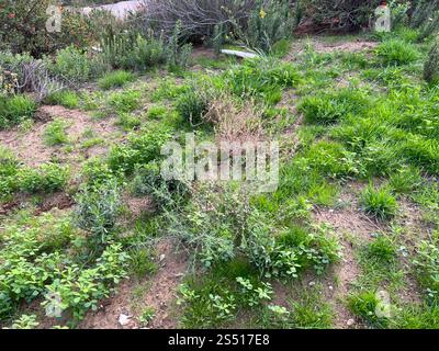 Cardo Russo meridionale (Salsola australis) Foto Stock