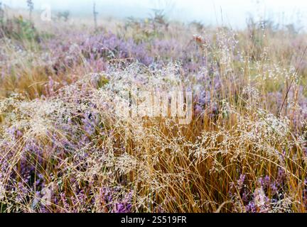 Presto la mattina nebbiosa gocce di rugiada su selvatici di montagna prato erboso con wild lilac heather fiori. Foto Stock