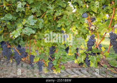 europa, italia, toscana, provincia di siena, chianti, zona del brolio, vigneti, vendemmia, uva Foto Stock