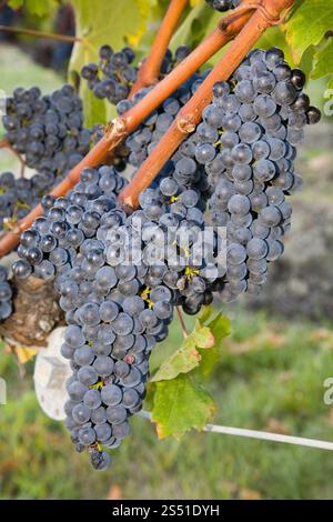 europa, italia, toscana, provincia di siena, chianti, zona del brolio, vigneti, vendemmia, uva Foto Stock