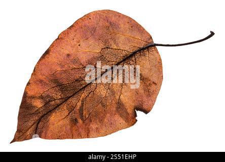 Il lato posteriore dell'autunno marcio foglia marrone di mela albero isolato su sfondo bianco Foto Stock