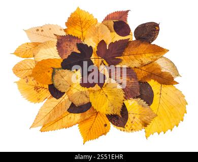 mucchio di varie foglie cadute in autunno isolate. mucchio di varie foglie autunnali cadute di viburnum, tiglio, olmo, frassino, malus isolati su bianco Foto Stock