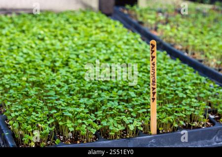 Primo piano dei vassoi Microgreens con bastoncino in legno etichettato in Organic Farm Setup Foto Stock