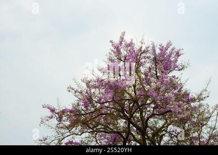 Wild Himalayan Cherry in montagna , Chiang Mai , della Thailandia Foto Stock