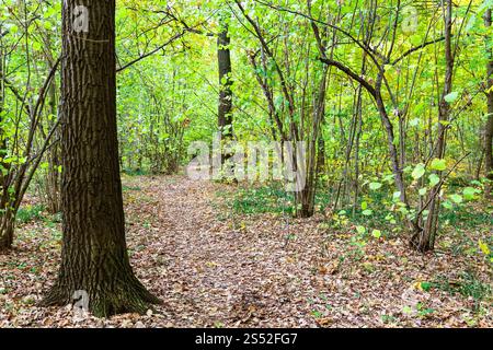 Il percorso coperto dalla caduta foglie nella foresta del parco Timiryazevsky nella soleggiata giornata di ottobre Foto Stock